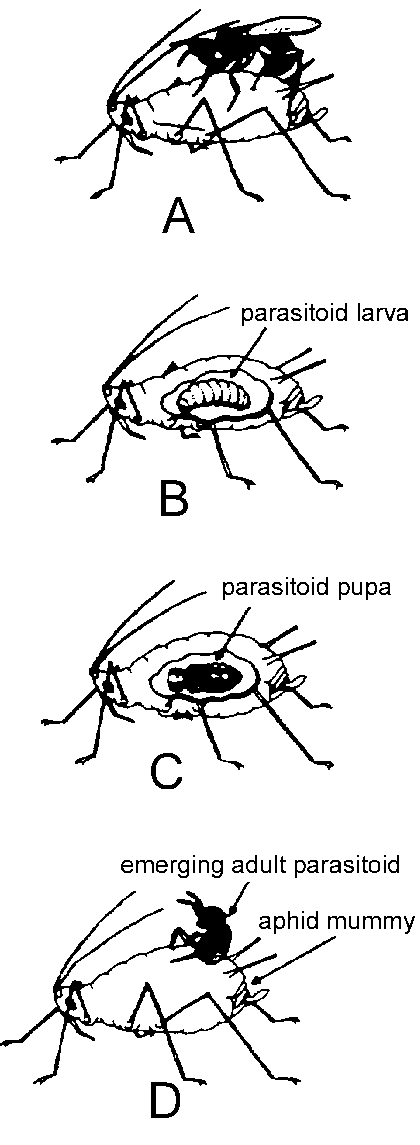 Figure 1 Generalized Life Cycle Of An Aphid Parasitoid